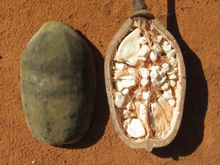 فوائد فاكهة الباوباب الأفريقية الفريدة