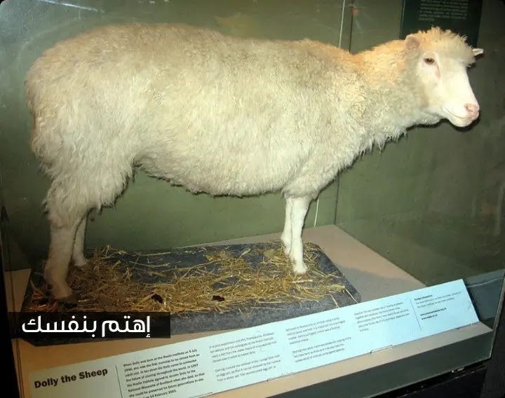 النعجة الشهيرة دولي 