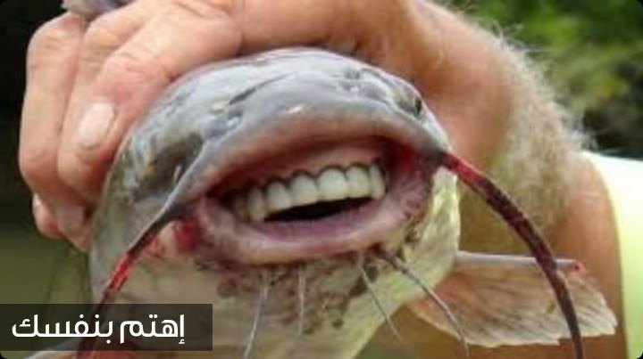 سمكة الباكو أو سمكة الخصية