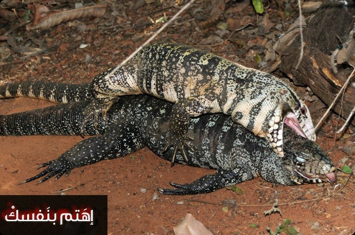 النيكروفيليا أو ممارسة الجنس مع الموتى والجثث