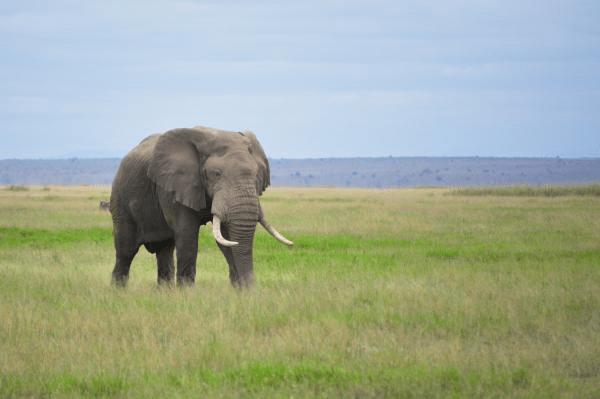 الفيل الافريقي