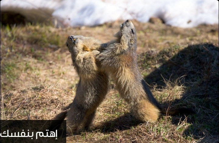 حيوان المرموط