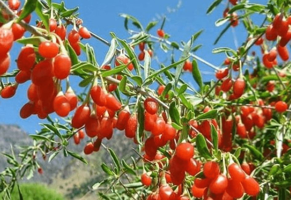 شجرة توت غوجي