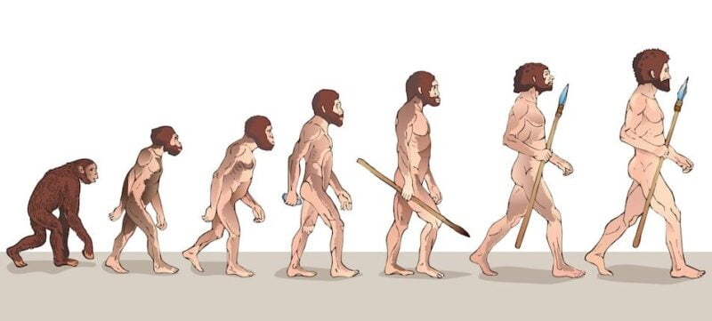 مراحل تطور الانسان البدائي