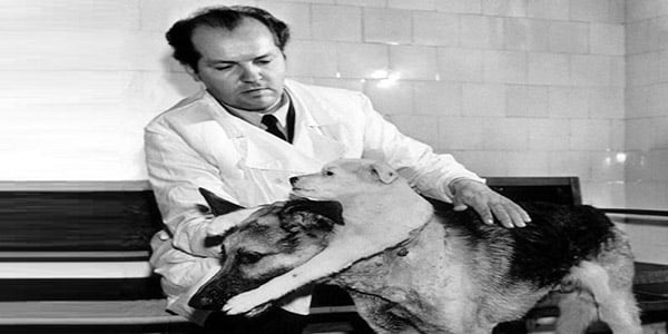 تجربة فلاديمير ديميخوف وزراعة رأسين في جسد كلب واحد